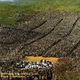Illustration for article titled The Hollywood Bowl Started as a Natural Amphitheater Named Daisy Dell